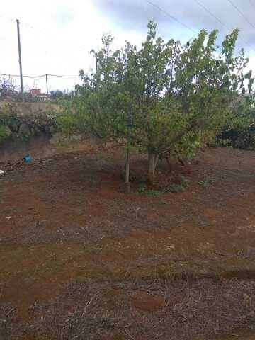 imagen 3 de Venta de finca vallada con frutales en La Esperanza (Tenerife)