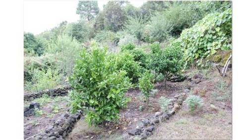 imagen 1 de Venta de terreno con cuarto de aperos, luz y y agua en Garachico (Tenerife)