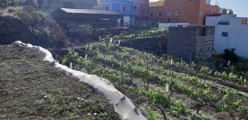 imagen 1 de Venta de casa rural con finca en Granadilla de Abona (Tenerife)