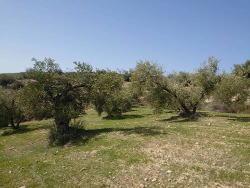 imagen 3 de Finca de olivar en Pulianas