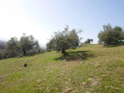 imagen 1 de Finca de olivar en Pulianas