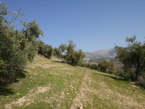 imagen 4 de Finca de olivar en Pulianas