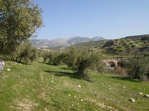 imagen 5 de Finca de olivar en Pulianas