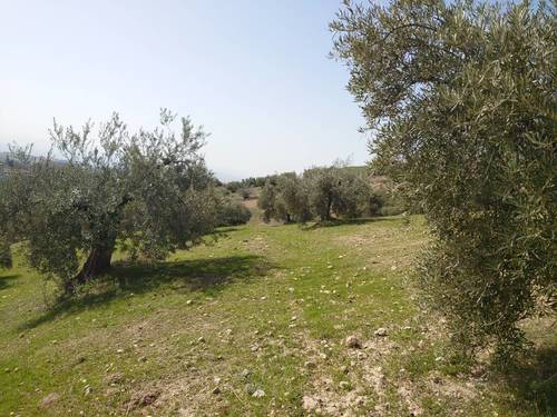 imagen 2 de Finca de olivar en Pulianas