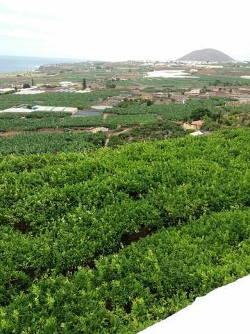 imagen 4 de Venta de finca con opción para construir en Buenavista del Norte