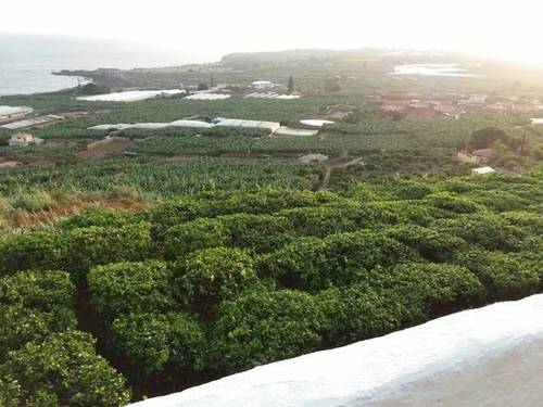 imagen 2 de Venta de finca con opción para construir en Buenavista del Norte
