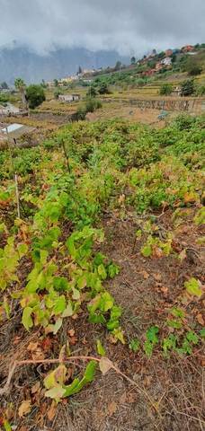 imagen 2 de Venta de terreno en La Orotava (Tenerife)