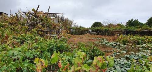 imagen 2 de Venta de terreno con cuarto de aperos en La Orotava (Tenerife)