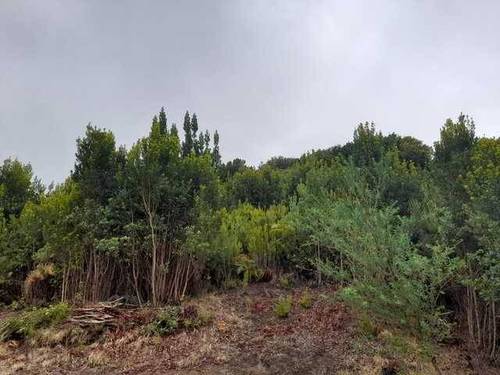 imagen 1 de Venta de fincas con frutales en Tenerife