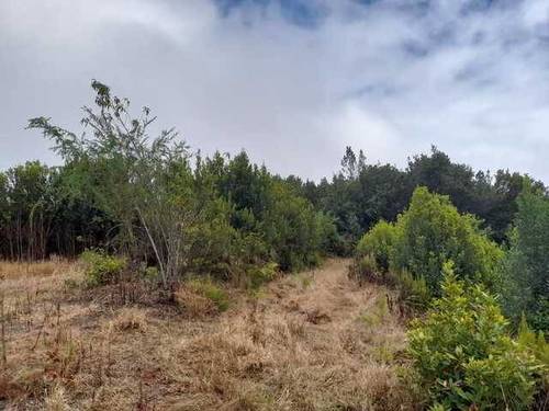 imagen 3 de Venta de fincas con frutales en Tenerife