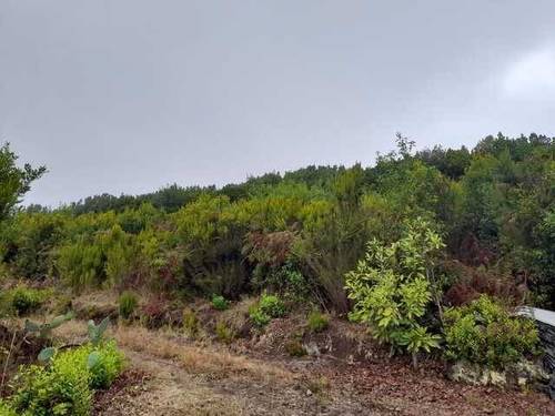 imagen 2 de Venta de fincas con frutales en Tenerife