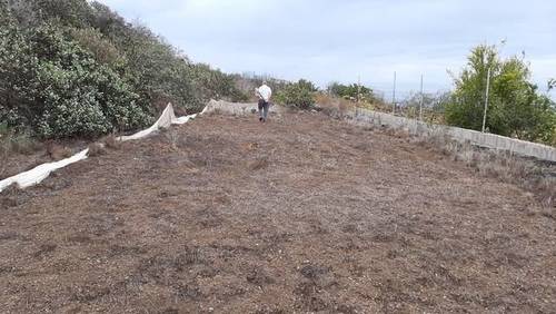 imagen 1 de Venta de finca vallada en Guía de Isora