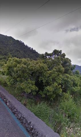 imagen 1 de Venta de bonito terreno en la zona del Paso (Tenerife)