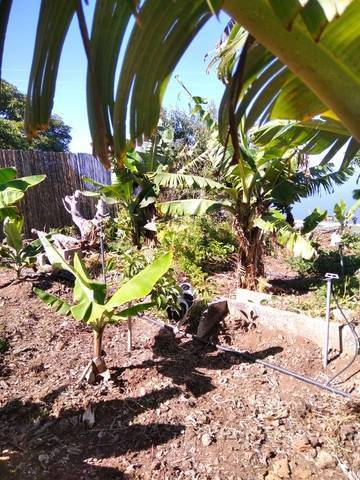 imagen 1 de Venta de terreno rústico La Punta (Tenerife)