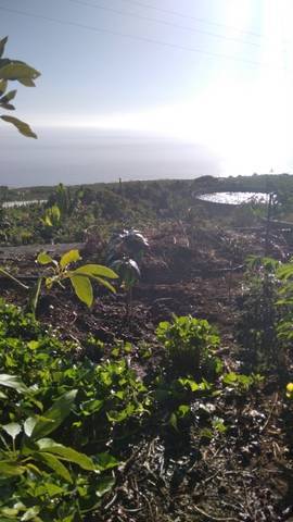 imagen 4 de Venta de terreno rústico La Punta (Tenerife)