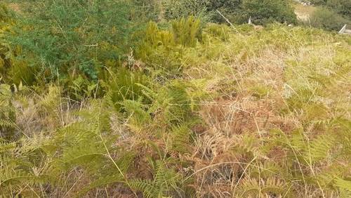 imagen 1 de Venta de terreno de labor en Aguamansa (Tenerife)