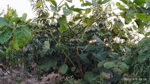 imagen 1 de Venta de terreno con cuarto de aperos en Valle Guerra