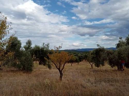 imagen 1 de Venta de finca de olivos y almendros en La Fresneda (Teruel)