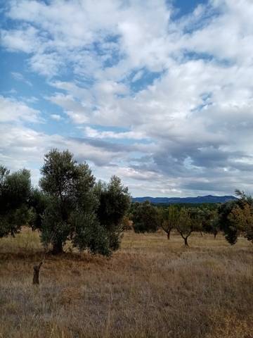 imagen 2 de Venta de finca de olivos y almendros en La Fresneda (Teruel)