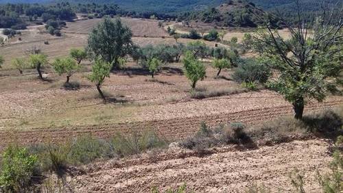 imagen 2 de Venta de finca para cultivo de trufa en Teruel
