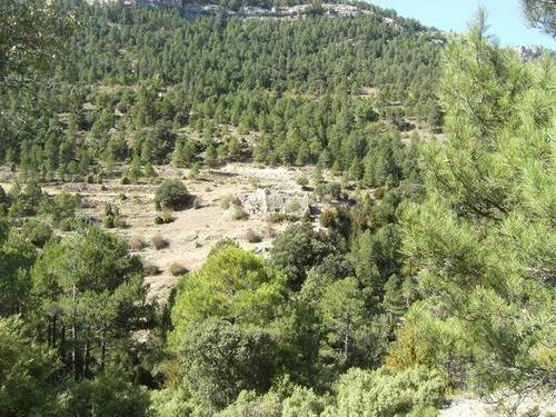 imagen 1 de Venta de finca rústica con pinar y truferas en Teruel