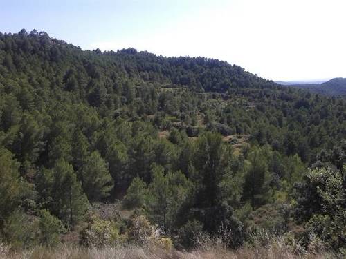 imagen 1 de Venta de finca de pinar y cultivo en Monroyo