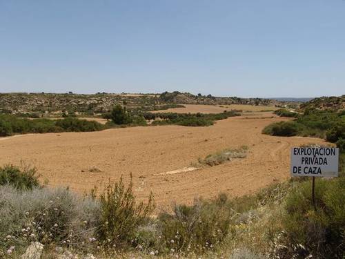 imagen 5 de Venta de finca de caza mayor y menor y Alcañiz (Teruel)