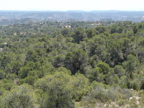 imagen 4 de Venta de finca de caza mayor y menor y Alcañiz (Teruel)