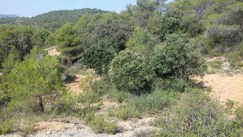 imagen 1 de Venta de finca con caseta en Peñarroya de Tastavins