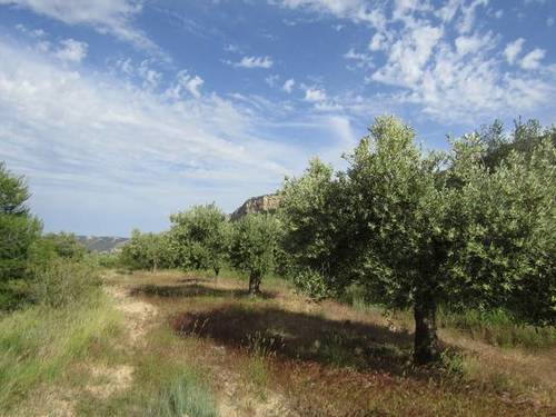 imagen 4 de Venta de finca rústica con cuarto de aperos en Castellote (Teruel)