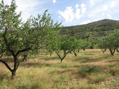 imagen 6 de Venta de finca rústica con cuarto de aperos en Castellote (Teruel)