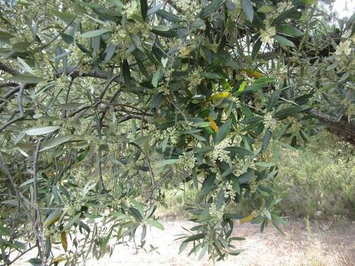 imagen 3 de Venta de finca rústica con cuarto de aperos en Castellote (Teruel)