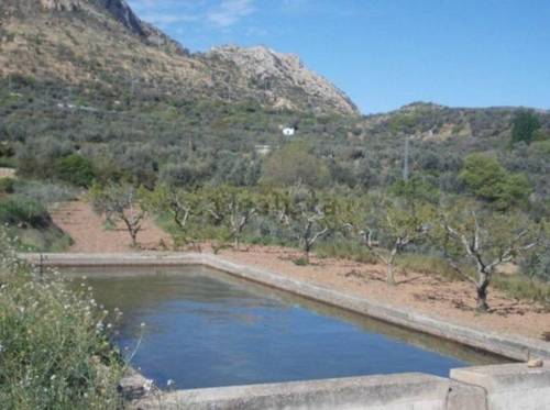 imagen 2 de Venta de olivar en Castellote (Teruel)