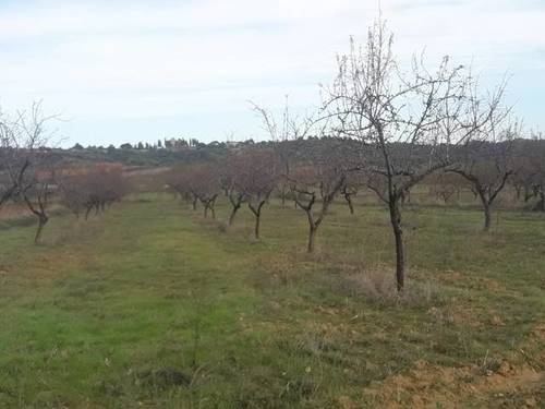 imagen 1 de Venta de finca de almendros en Cretas (Teruel)