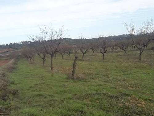 imagen 1 de Venta de finca de almendros en Cretas (Teruel)