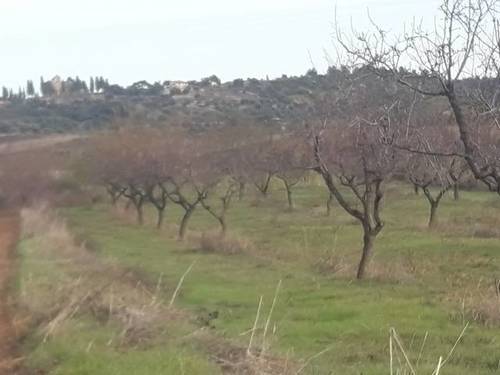 imagen 2 de Venta de finca de almendros en Cretas (Teruel)