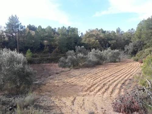 imagen 1 de Venta de finca de almendros en Creta