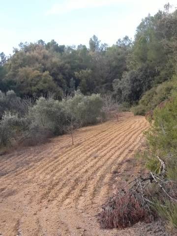 imagen 5 de Venta de finca de almendros en Creta