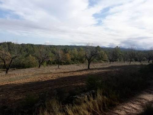 imagen 3 de Venta de finca de almendros en Creta