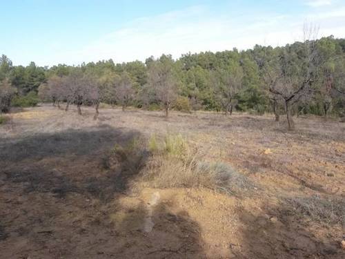 imagen 4 de Venta de finca de almendros en Creta