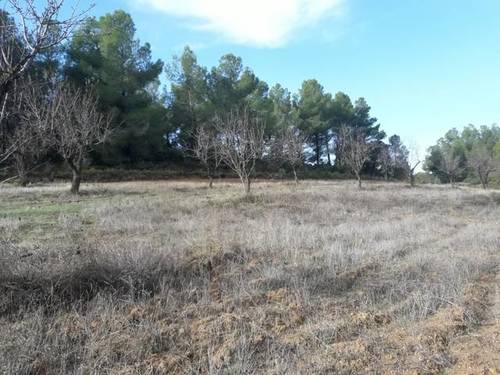imagen 2 de Venta de finca de almendros en Creta