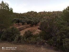 imagen 5 de Venta de finca con masía en Calaceite