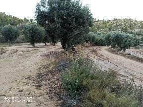 imagen 1 de Venta de finca con masía en Calaceite