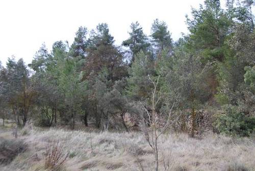 imagen 1 de Venta de finca con árboles milenarios en La Fresneda (Teruel)