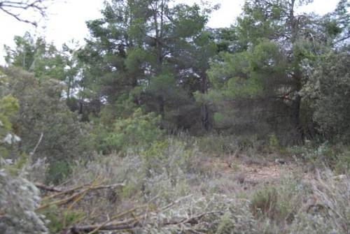imagen 4 de Venta de finca con árboles milenarios en La Fresneda (Teruel)
