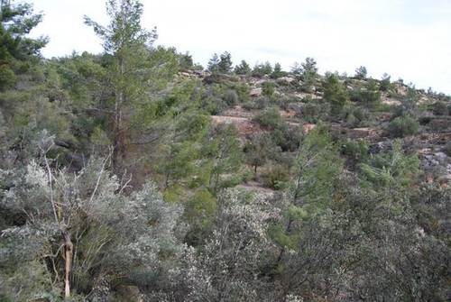 imagen 2 de Venta de finca con árboles milenarios en La Fresneda (Teruel)