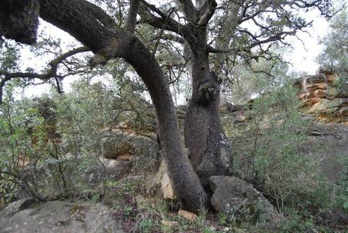 imagen 3 de Venta de finca con árboles milenarios en La Fresneda (Teruel)