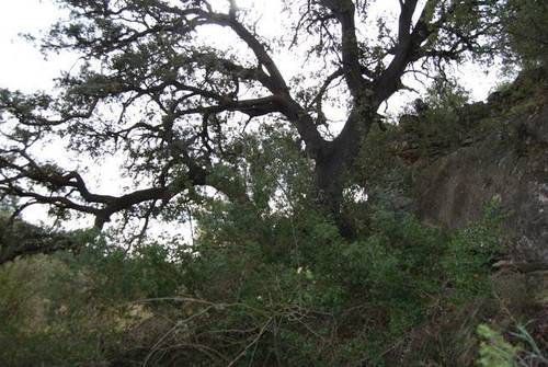 imagen 7 de Venta de finca con árboles milenarios en La Fresneda (Teruel)