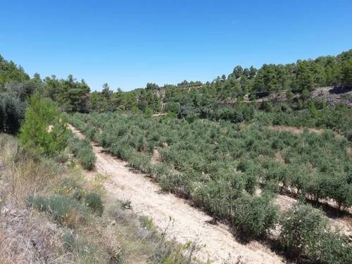 imagen 3 de Venta de finca de olivos en Torre del Compte (Teruel)