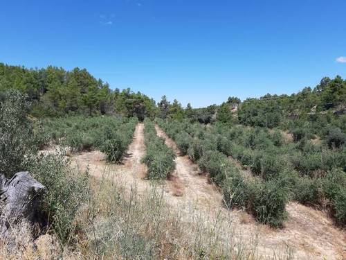imagen 5 de Venta de finca de olivos en Torre del Compte (Teruel)